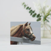 Carte Postale Palomino Horse (Debout devant)