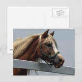 Carte Postale Palomino Horse (Devant / Derrière)