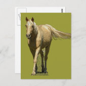 Carte Postale Palomino Horse (Devant / Derrière)