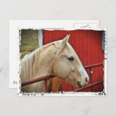Carte Postale Palomino Horse Red Grange (Devant / Derrière)