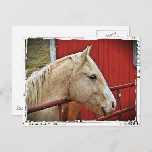Carte Postale Palomino Horse Red Grange (Devant / Derrière)