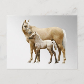 Carte Postale Palomino Mare & Foie