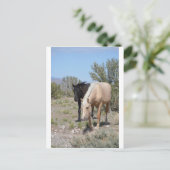 Carte Postale Palomino Mustang (Debout devant)