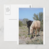 Carte Postale Palomino Mustang (Devant / Derrière)