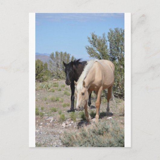 Carte Postale Palomino Mustang (Devant)