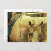 Carte Postale Palomino occidental (Devant / Derrière)