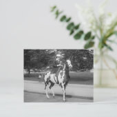 Carte Postale Palomino Pony, 1915 (Debout devant)