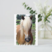 Carte postale Palomino Quarter Horse (Debout devant)