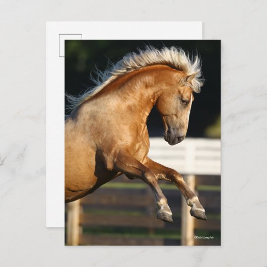 Carte Postale Palomino Tennessee Walker Stallion Rearing (Devant / Derrière)