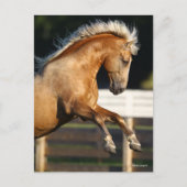 Carte Postale Palomino Tennessee Walker Stallion Rearing (Devant)