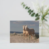 Carte Postale Palominos appariés (Debout devant)