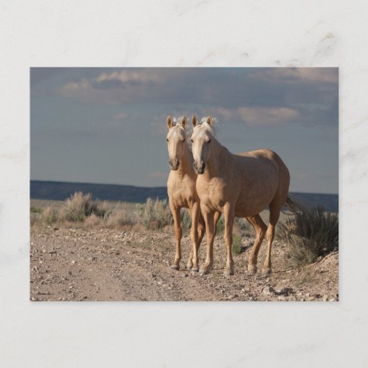 Carte Postale Palominos appariés (Devant)
