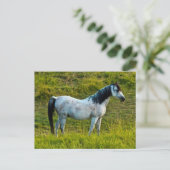 Carte Postale Palouse horse, Colfax, Palouse Area, Washington (Debout devant)