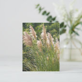 Carte Postale Pampas (Debout devant)