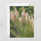 Carte Postale Pampas (Devant / Derrière)