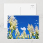 Carte Postale Pampas Grass (Devant / Derrière)