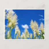 Carte Postale Pampas Grass (Devant)