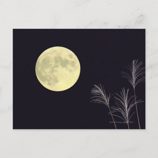 Carte Postale Pampas japonais Grass 2 (Devant)