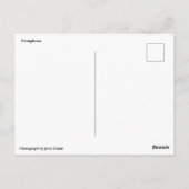 Carte Postale Pampelune Espagne Courir des taureaux (Dos)