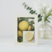 Carte Postale Pamplemousse (Debout devant)