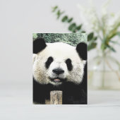 Carte Postale Panda (Debout devant)