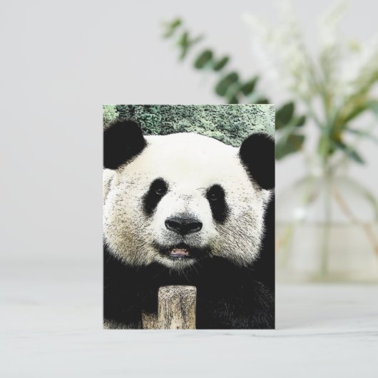 Carte Postale Panda (Debout devant)