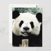 Carte Postale Panda (Devant / Derrière)