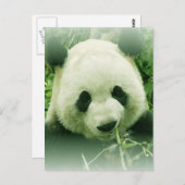 Carte Postale Panda (Devant / Derrière)