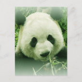 Carte Postale Panda (Devant)