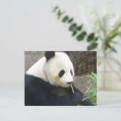 Carte Postale Panda (Debout devant)