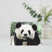 Carte Postale Panda (Debout devant)
