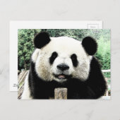 Carte Postale Panda (Devant / Derrière)