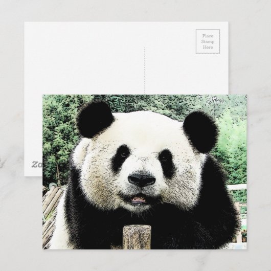 Carte Postale Panda (Devant / Derrière)