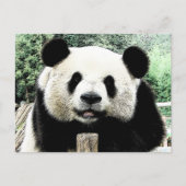 Carte Postale Panda (Devant)