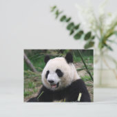 Carte Postale panda (Debout devant)