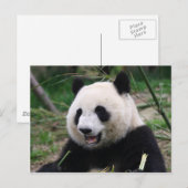 Carte Postale panda (Devant / Derrière)