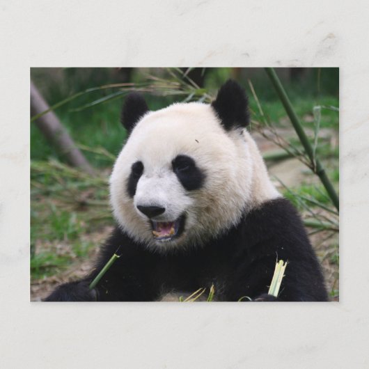 Carte Postale panda (Devant)