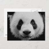 Carte Postale Panda (Devant / Derrière)