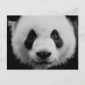 Carte Postale Panda (Devant)