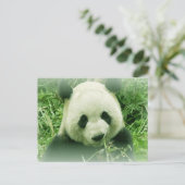 Carte Postale Panda (Debout devant)