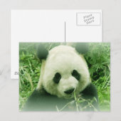 Carte Postale Panda (Devant / Derrière)