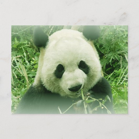 Carte Postale Panda (Devant)