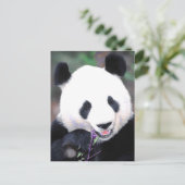 Carte Postale Panda (Debout devant)