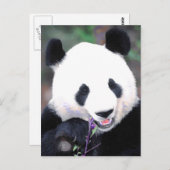 Carte Postale Panda (Devant / Derrière)