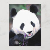 Carte Postale Panda (Devant)