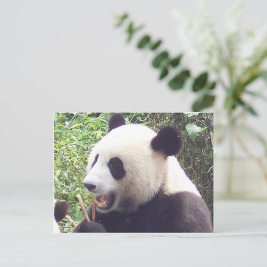 Carte Postale Panda (Debout devant)