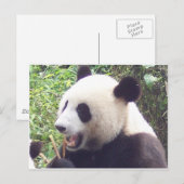Carte Postale Panda (Devant / Derrière)