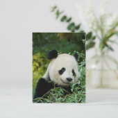 Carte Postale Panda (Debout devant)