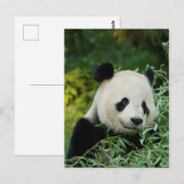 Carte Postale Panda (Devant / Derrière)