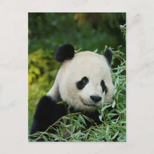 Carte Postale Panda (Devant)